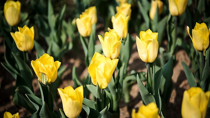 포토 JPG 주간 꽃밭 봄꽃 풍경 사람없음 야외 아웃포커스 노란색 봄풍경 봄 튤립 국내포토 자연요소 계절 꽃 컬러 촬영기법 파일형식