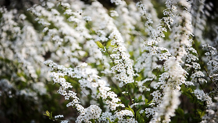 포토 JPG 주간 꽃밭 봄꽃 꽃나무 풍경 사람없음 야외 봄풍경 봄 조팝나무 조팝나무꽃 국내포토 자연요소 나무 계절 꽃 파일형식
