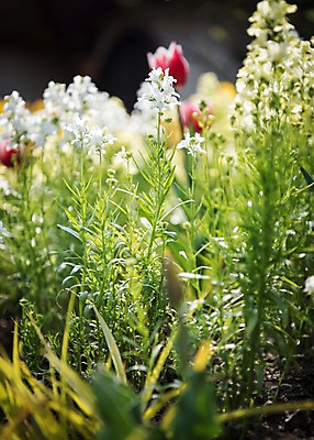 포토 JPG 주간 꽃밭 봄꽃 풍경 사람없음 야외 아웃포커스 봄풍경 봄 국내포토 자연요소 계절 꽃 촬영기법 파일형식