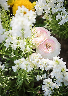 포토 JPG 주간 꽃밭 봄꽃 풍경 사람없음 야외 아웃포커스 봄풍경 봄 라넌큘러스 국내포토 자연요소 계절 꽃 촬영기법 파일형식