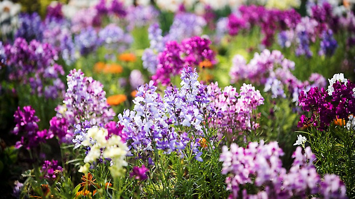 포토 JPG 주간 분홍색 꽃밭 봄꽃 풍경 사람없음 야외 보라색 봄풍경 봄 국내포토 자연요소 계절 꽃 컬러 파일형식