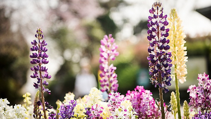 포토 JPG 주간 분홍색 꽃밭 봄꽃 풍경 사람없음 야외 보라색 봄풍경 봄 국내포토 자연요소 계절 꽃 컬러 파일형식