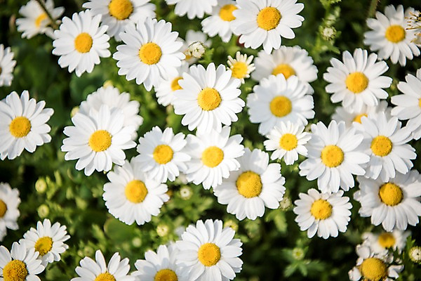 포토 JPG 주간 배경화면 백그라운드 꽃밭 꽃백그라운드 봄꽃 국화 풍경 사람없음 야외 봄풍경 봄 소국 국내포토 자연요소 계절 꽃 파일형식