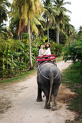 포토 JPG 주간 여자 해외여행 여행 파타야 태국 휴가 코끼리 웃음 앉기 상반신 20대 성인 야외 두명 뒷모습 친구 야자수 우정 트래킹 한국인 뒤돌아보기 코끼리트래킹 성인여자만 국내포토 자연요소 나무 해외 아시아 뷰포인트 포유류 관계 모션 레저 표정 사람 동양인 청년 여자만 성인만 파일형식