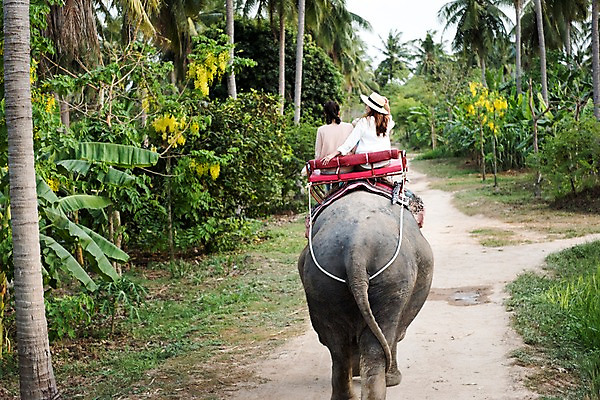 포토 JPG 주간 여자 해외여행 여행 파타야 태국 휴가 앉기 상반신 20대 성인 야외 두명 뒷모습 친구 야자수 우정 트래킹 한국인 코끼리트래킹 성인여자만 국내포토 자연요소 나무 해외 아시아 뷰포인트 관계 모션 레저 사람 동양인 청년 여자만 성인만 파일형식