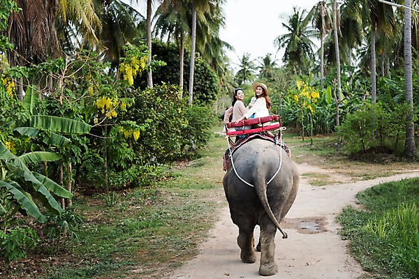포토 JPG 주간 여자 해외여행 여행 파타야 태국 휴가 웃음 앉기 상반신 20대 성인 야외 두명 옆모습 친구 야자수 우정 트래킹 한국인 뒤돌아보기 즐거움 코끼리트래킹 성인여자만 국내포토 자연요소 나무 해외 감정 아시아 뷰포인트 관계 모션 레저 표정 사람 동양인 청년 여자만 성인만 파일형식