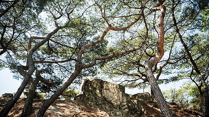 포토 JPG 주간 로우앵글 서울 한국 풍경 사람없음 야외 봄풍경 바위 소나무 성곽길 북악산 국내포토 자연요소 나무 아시아 길 뷰포인트 산 봄 돌_바위 파일형식