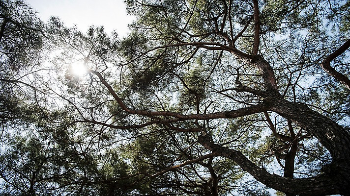 포토 JPG 주간 로우앵글 서울 한국 풍경 사람없음 야외 봄풍경 소나무 성곽길 북악산 국내포토 자연요소 나무 아시아 길 뷰포인트 산 봄 파일형식