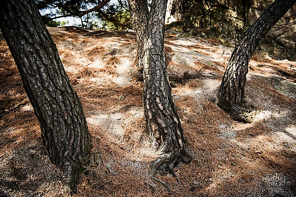 포토 JPG 주간 낙엽 서울 한국 풍경 사람없음 야외 흙 봄풍경 소나무 숲속 성곽길 북악산 국내포토 자연요소 나무 아시아 길 잎 산 봄 숲 파일형식