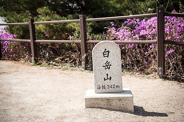 포토 JPG 주간 서울 한국 풍경 사람없음 야외 울타리 봄풍경 진달래 산정상 성곽길 북악산 정상석 국내포토 자연요소 꽃 아시아 길 산 담장 봄 정상 파일형식 표시석