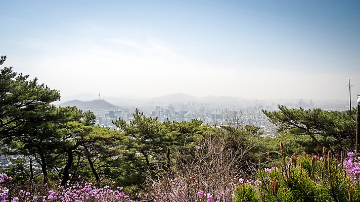 포토 JPG 주간 꽃 하늘 서울 한국 풍경 사람없음 야외 봄풍경 소나무 진달래 성곽길 북악산 국내포토 자연요소 나무 식물 아시아 길 산 봄 파일형식