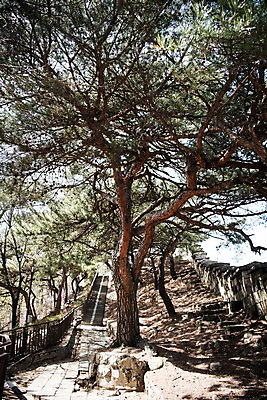 포토 JPG 주간 서울 한국 풍경 사람없음 야외 산책로 소나무 성곽길 북악산 국내포토 자연요소 나무 아시아 길 산 파일형식