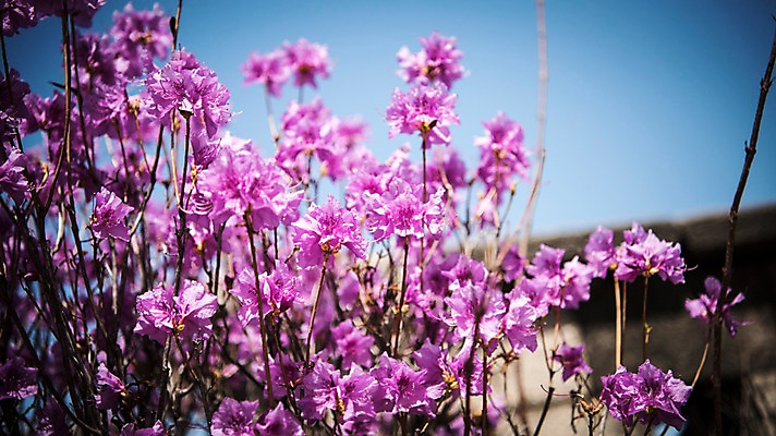 포토 JPG 주간 서울 한국 풍경 사람없음 야외 아웃포커스 봄풍경 진달래 성곽길 북악산 국내포토 자연요소 꽃 아시아 길 산 촬영기법 봄 파일형식