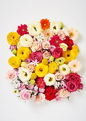 포토 JPG 스튜디오촬영 꽃 백그라운드 봄꽃 실내 사람없음 하이앵글 장미 카네이션 소국 거베라 패랭이꽃 라넌큘러스 리시안셔스 류코코리네 골든볼 국내포토 식물 뷰포인트 내부 봄 파일형식