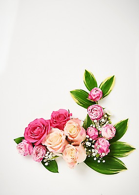 포토 JPG 스튜디오촬영 꽃 백그라운드 잎 봄꽃 실내 사람없음 하이앵글 장미 붐바스틱 국내포토 식물 뷰포인트 내부 봄 파일형식