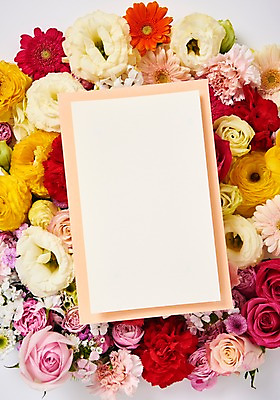 포토 JPG 스튜디오촬영 꽃 종이 백그라운드 프레임 실내 사람없음 하이앵글 장미 소국 거베라 패랭이꽃 라넌큘러스 리시안셔스 류코코리네 골든볼 붐바스틱 국내포토 식물 뷰포인트 내부 파일형식