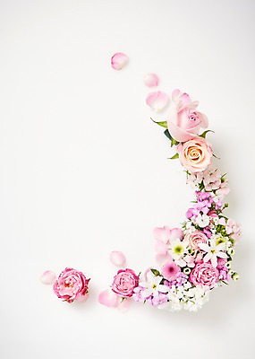 포토 JPG 스튜디오촬영 꽃 백그라운드 프레임 실내 사람없음 하이앵글 장미 소국 패랭이꽃 류코코리네 붐바스틱 국내포토 식물 뷰포인트 내부 파일형식