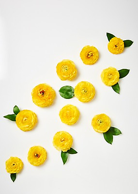 포토 JPG 스튜디오촬영 꽃 백그라운드 잎 봄꽃 실내 사람없음 하이앵글 노란색 라넌큘러스 붐바스틱 국내포토 식물 뷰포인트 컬러 내부 봄 파일형식