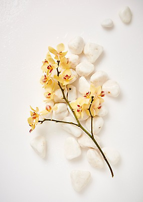 포토 JPG 스튜디오촬영 꽃 백그라운드 실내 사람없음 하이앵글 조약돌 호접란 국내포토 식물 뷰포인트 내부 돌_바위 파일형식