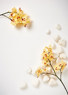 포토 JPG 스튜디오촬영 꽃 백그라운드 실내 사람없음 하이앵글 조약돌 호접란 국내포토 식물 뷰포인트 내부 돌_바위 파일형식