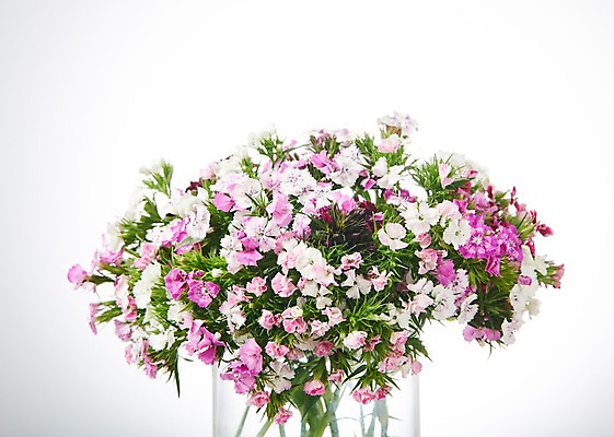 포토 JPG 스튜디오촬영 꽃 백그라운드 실내 사람없음 하이앵글 패랭이꽃 국내포토 식물 뷰포인트 내부 파일형식