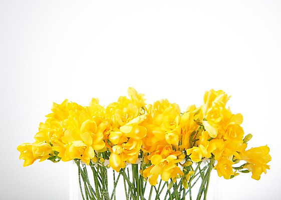 포토 JPG 스튜디오촬영 꽃 백그라운드 실내 사람없음 하이앵글 노란색 프리지어 국내포토 식물 뷰포인트 컬러 내부 파일형식