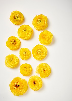 포토 JPG 스튜디오촬영 꽃 백그라운드 실내 사람없음 하이앵글 노란색 라넌큘러스 국내포토 식물 뷰포인트 컬러 내부 파일형식