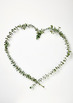 포토 JPG 스튜디오촬영 꽃 백그라운드 프레임 실내 사람없음 하이앵글 하트 유칼립투스 국내포토 모양 식물 뷰포인트 내부 파일형식