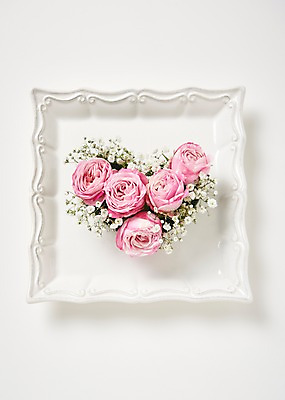 포토 JPG 스튜디오촬영 접시 꽃 백그라운드 실내 사람없음 하이앵글 장미 안개꽃 붐바스틱 국내포토 식물 식기 뷰포인트 내부 한해살이풀 파일형식