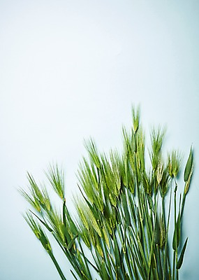포토 JPG 스튜디오촬영 꽃 백그라운드 실내 사람없음 보리 국내포토 식물 곡류 내부 파일형식
