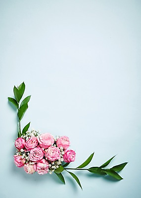 포토 JPG 스튜디오촬영 꽃 백그라운드 잎 프레임 실내 사람없음 하이앵글 안개꽃 붐바스틱 루스커스 국내포토 식물 뷰포인트 내부 한해살이풀 파일형식