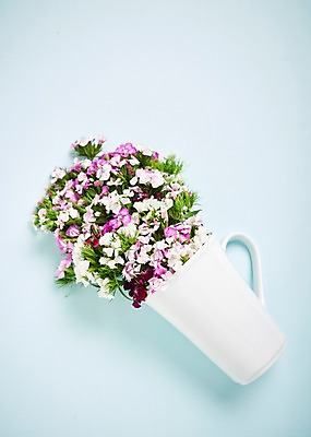 포토 JPG 스튜디오촬영 꽃 백그라운드 실내 사람없음 컵 하이앵글 패랭이꽃 국내포토 식물 식기 뷰포인트 내부 파일형식