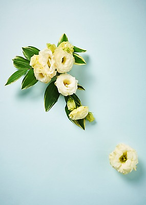 포토 JPG 스튜디오촬영 꽃 백그라운드 잎 실내 사람없음 하이앵글 리시안셔스 국내포토 식물 뷰포인트 내부 파일형식