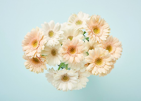 포토 JPG 스튜디오촬영 꽃 백그라운드 실내 사람없음 하이앵글 흰색 거베라 국내포토 식물 뷰포인트 컬러 내부 파일형식