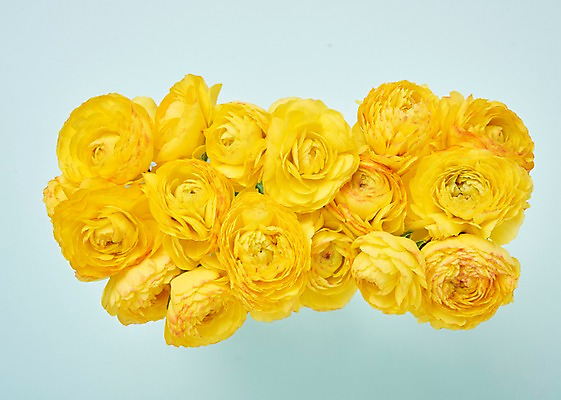 포토 JPG 스튜디오촬영 꽃 백그라운드 실내 사람없음 하이앵글 노란색 라넌큘러스 국내포토 식물 뷰포인트 컬러 내부 파일형식