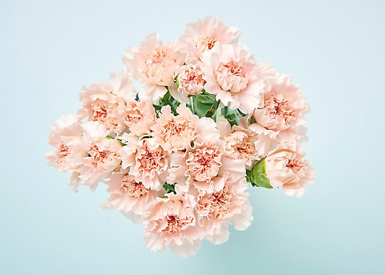 포토 JPG 스튜디오촬영 꽃 분홍색 백그라운드 실내 사람없음 하이앵글 카네이션 국내포토 식물 뷰포인트 컬러 내부 파일형식