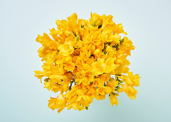 포토 JPG 스튜디오촬영 꽃 백그라운드 실내 사람없음 하이앵글 노란색 프리지어 국내포토 식물 뷰포인트 컬러 내부 파일형식