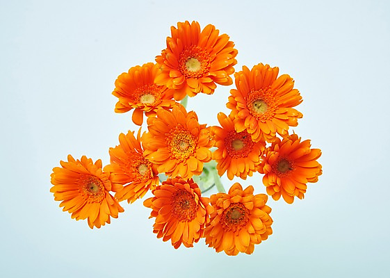 포토 JPG 스튜디오촬영 꽃 백그라운드 실내 사람없음 하이앵글 거베라 국내포토 식물 뷰포인트 내부 파일형식