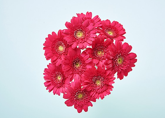 포토 JPG 스튜디오촬영 꽃 분홍색 백그라운드 실내 사람없음 하이앵글 거베라 국내포토 식물 뷰포인트 컬러 내부 파일형식