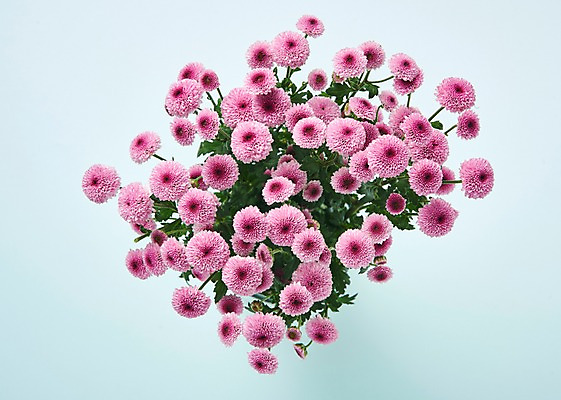 포토 JPG 스튜디오촬영 꽃 분홍색 백그라운드 실내 사람없음 하이앵글 소국 국내포토 식물 뷰포인트 컬러 내부 파일형식