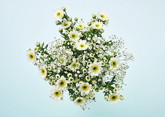 포토 JPG 스튜디오촬영 꽃 백그라운드 실내 사람없음 하이앵글 흰색 소국 국내포토 식물 뷰포인트 컬러 내부 파일형식