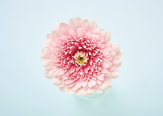 포토 JPG 스튜디오촬영 꽃 분홍색 백그라운드 실내 사람없음 하이앵글 거베라 국내포토 식물 뷰포인트 컬러 내부 파일형식