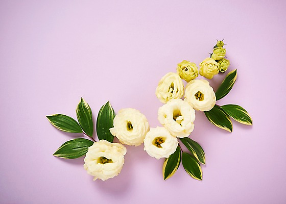 포토 JPG 스튜디오촬영 꽃 백그라운드 잎 실내 사람없음 하이앵글 리시안셔스 국내포토 식물 뷰포인트 내부 파일형식