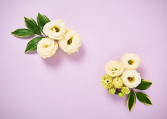 포토 JPG 스튜디오촬영 꽃 백그라운드 잎 실내 사람없음 하이앵글 리시안셔스 국내포토 식물 뷰포인트 내부 파일형식