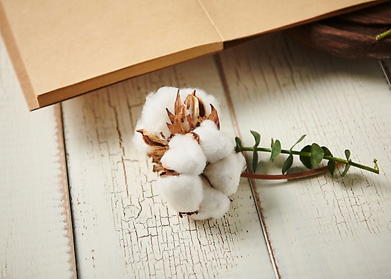 포토 JPG 스튜디오촬영 꽃 백그라운드 실내 사람없음 다이어리 목화꽃 목화솜 라그라스 국내포토 식물 내부 사무용품 솜 파일형식