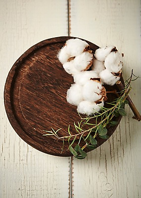 포토 JPG 스튜디오촬영 접시 꽃 백그라운드 잎 실내 사람없음 하이앵글 목화꽃 목화솜 국내포토 식물 식기 뷰포인트 내부 솜 파일형식