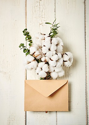 포토 JPG 스튜디오촬영 꽃 백그라운드 잎 편지봉투 실내 사람없음 하이앵글 목화꽃 목화솜 국내포토 식물 뷰포인트 봉투 내부 편지 솜 파일형식