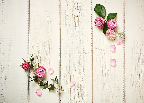 포토 JPG 스튜디오촬영 꽃 백그라운드 프레임 실내 사람없음 하이앵글 붐바스틱 루스커스 국내포토 식물 뷰포인트 내부 파일형식