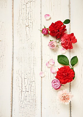 포토 JPG 스튜디오촬영 꽃 백그라운드 실내 사람없음 하이앵글 장미 카네이션 붐바스틱 국내포토 식물 뷰포인트 내부 파일형식