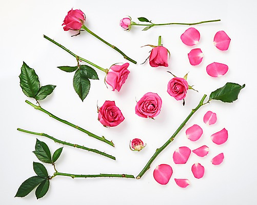 포토 JPG 스튜디오촬영 꽃잎 꽃 줄기 백그라운드 잎 실내 사람없음 하이앵글 장미 국내포토 식물 뷰포인트 내부 파일형식